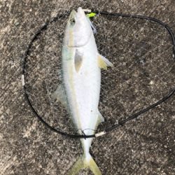 5度目にようやく！