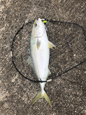 5度目にようやく！