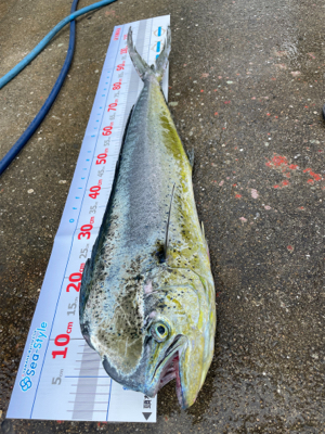 シイラゲーム！！！