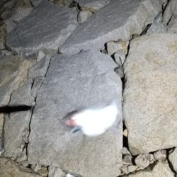 タチウオ狙いのはずが