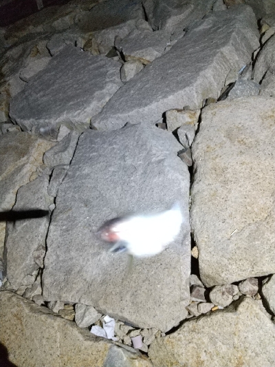 タチウオ狙いのはずが