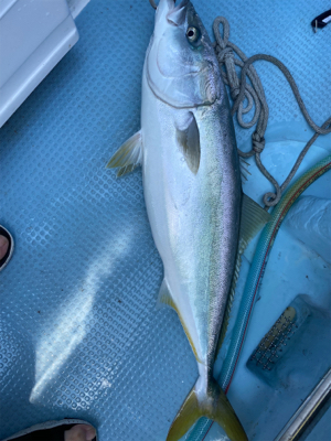 初めての、落とし込み体験