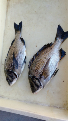 ボラに邪魔されましたが。。なんとか