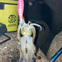 やっぱり朝マズメが良い？σ(^_^;)