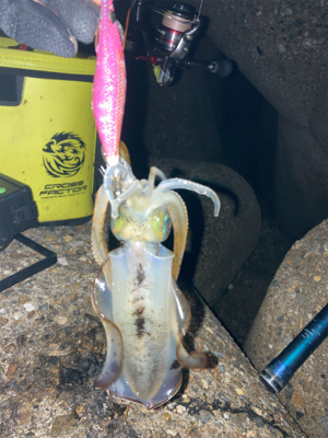 やっぱり朝マズメが良い？σ(^_^;)