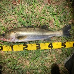 シーバスフィッシング