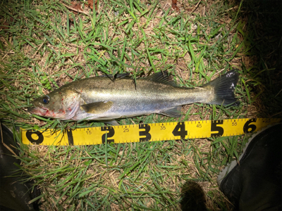 シーバスフィッシング