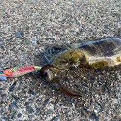 秋イカエギング