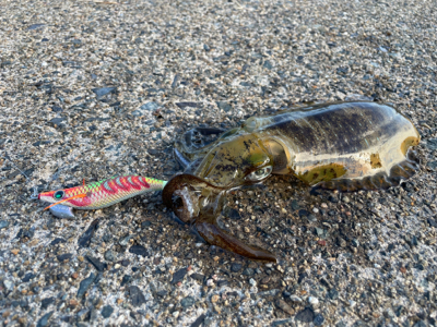 秋イカエギング