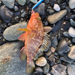 ソゲとロックフィッシュ少々