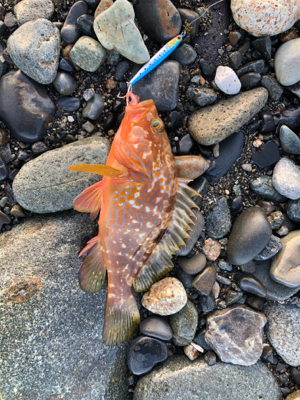 ソゲとロックフィッシュ少々