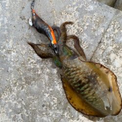 朝マズメエギング