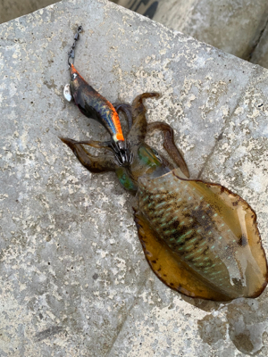 朝マズメエギング