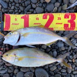 カゴでアジ、ルアーでシオ