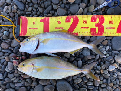 カゴでアジ、ルアーでシオ