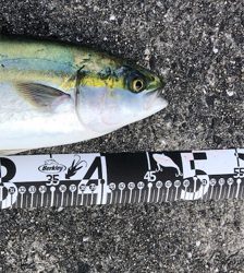 青物釣れだしてます