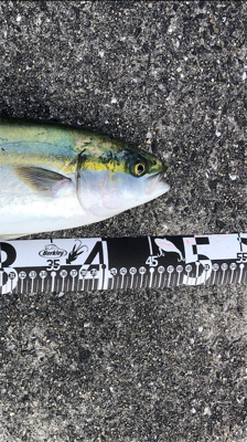 青物釣れだしてます