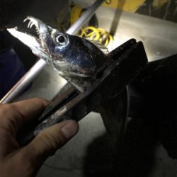 開始3秒でタチウオ