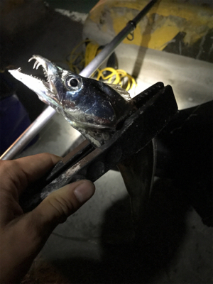 開始3秒でタチウオ