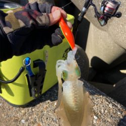 エギの選択でアオリGET＼(^o^)／