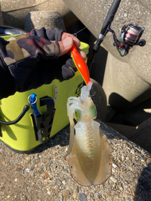 エギの選択でアオリGET＼(^o^)／