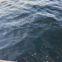 青物狙うも不発。太刀魚1本。。