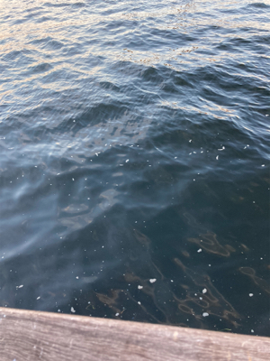 青物狙うも不発。太刀魚1本。。