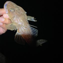 アジングのはずが、、、