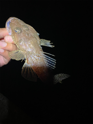 アジングのはずが、、、