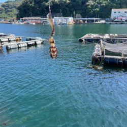 サイトエギング