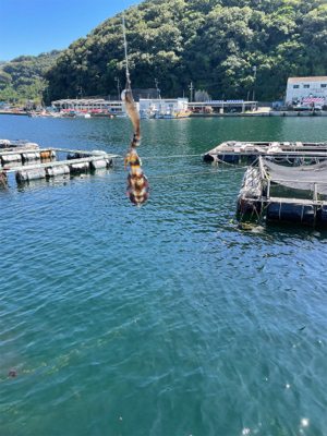 サイトエギング