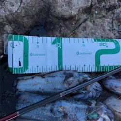 2021 佐渡ヶ島エギング 10回目