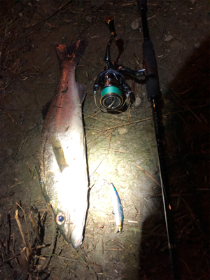 息子SUBARUとナイトフィッシング