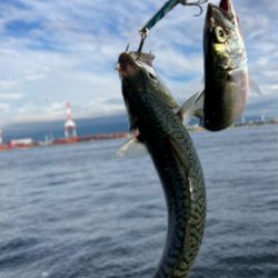 鯖ナブラから鯖無限城再び。。。