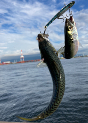 鯖ナブラから鯖無限城再び。。。