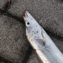 タチウオは少ないです。