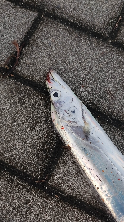 タチウオは少ないです。