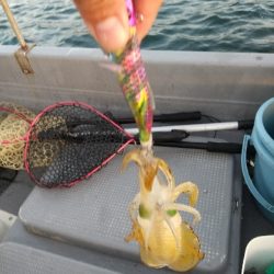 久々ティップラン