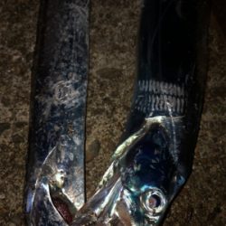 タチウオきてますねー