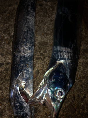 タチウオきてますねー