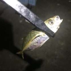 どこに行っても豆アジ