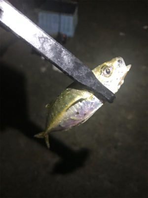 どこに行っても豆アジ