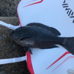 エビ撒き釣り&時々エギング