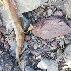 ショアジギング