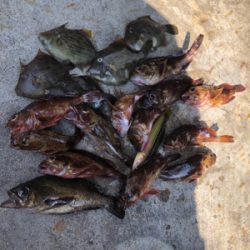 ショアジギ不発