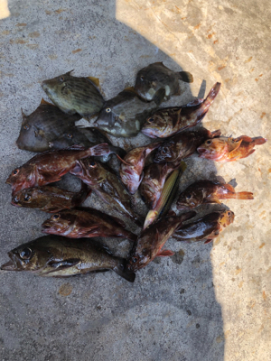 ショアジギ不発