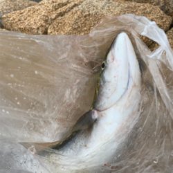 陸っぱりジギング