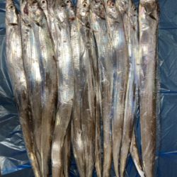 テンヤで太刀魚！