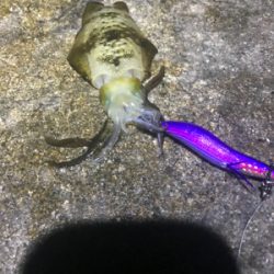 今季初新子調査