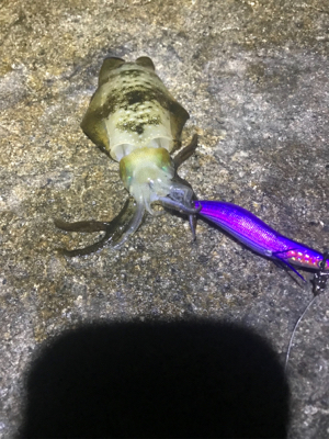 今季初新子調査